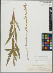 Foto von Salix alba subsp. vitellina (L.) Arcang. x Salix babylonica L.